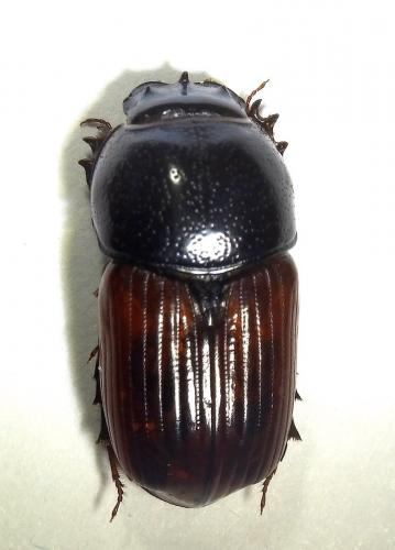 Réf. 245 899 : Coprimorphus scrutator